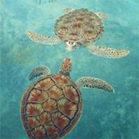 Adventurous Cancun:Pirates, Snuba, Turtles and Hammocks!